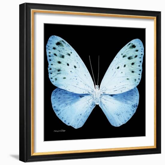 Miss Butterfly Euploea Sq - X-Ray Black Edition-Philippe Hugonnard-Framed Photographic Print