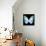 Miss Butterfly Euploea Sq - X-Ray Black Edition-Philippe Hugonnard-Framed Stretched Canvas displayed on a wall