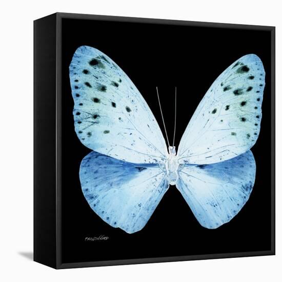 Miss Butterfly Euploea Sq - X-Ray Black Edition-Philippe Hugonnard-Framed Stretched Canvas