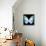 Miss Butterfly Euploea Sq - X-Ray Black Edition-Philippe Hugonnard-Framed Stretched Canvas displayed on a wall