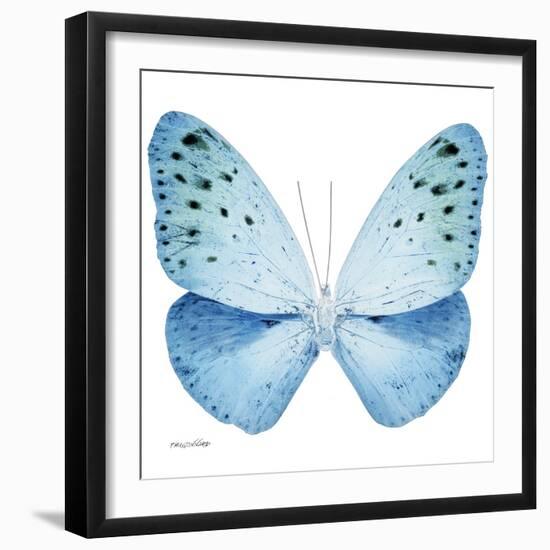 Miss Butterfly Euploea Sq - X-Ray White Edition-Philippe Hugonnard-Framed Photographic Print