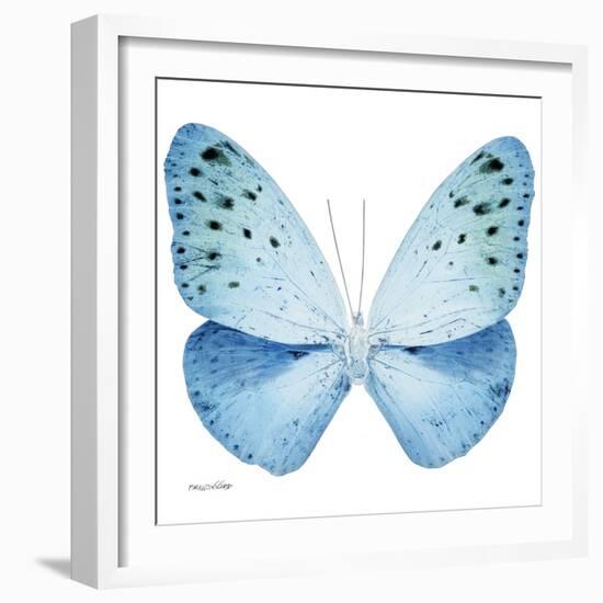 Miss Butterfly Euploea Sq - X-Ray White Edition-Philippe Hugonnard-Framed Photographic Print