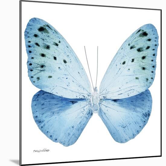 Miss Butterfly Euploea Sq - X-Ray White Edition-Philippe Hugonnard-Mounted Photographic Print