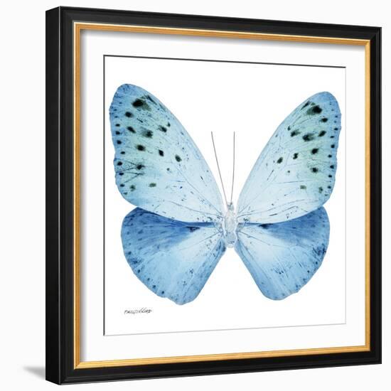 Miss Butterfly Euploea Sq - X-Ray White Edition-Philippe Hugonnard-Framed Photographic Print
