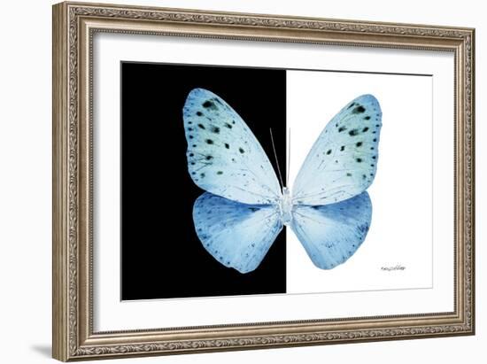 Miss Butterfly Euploea - X-Ray B&W Edition-Philippe Hugonnard-Framed Photographic Print
