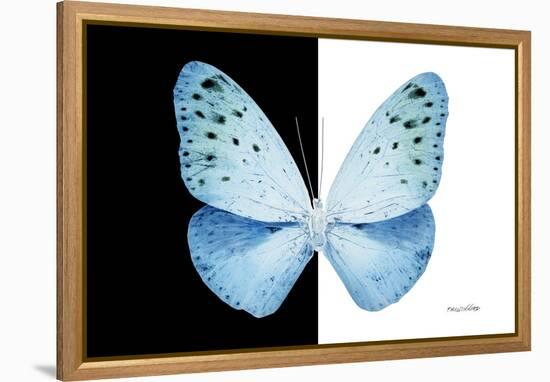 Miss Butterfly Euploea - X-Ray B&W Edition-Philippe Hugonnard-Framed Premier Image Canvas