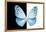 Miss Butterfly Euploea - X-Ray B&W Edition-Philippe Hugonnard-Framed Premier Image Canvas