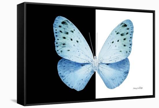 Miss Butterfly Euploea - X-Ray B&W Edition-Philippe Hugonnard-Framed Stretched Canvas