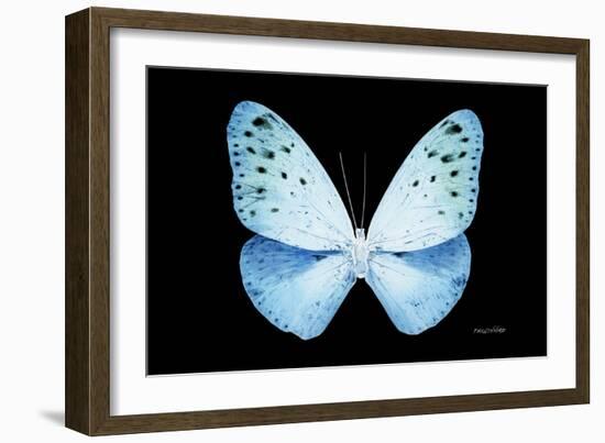 Miss Butterfly Euploea - X-Ray Black Edition-Philippe Hugonnard-Framed Photographic Print
