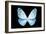 Miss Butterfly Euploea - X-Ray Black Edition-Philippe Hugonnard-Framed Photographic Print