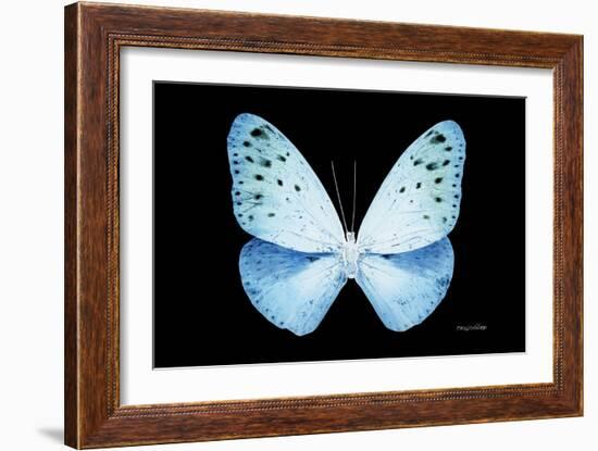 Miss Butterfly Euploea - X-Ray Black Edition-Philippe Hugonnard-Framed Photographic Print