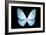 Miss Butterfly Euploea - X-Ray Black Edition-Philippe Hugonnard-Framed Photographic Print