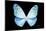 Miss Butterfly Euploea - X-Ray Black Edition-Philippe Hugonnard-Mounted Photographic Print