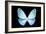 Miss Butterfly Euploea - X-Ray Black Edition-Philippe Hugonnard-Framed Photographic Print