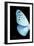 Miss Butterfly Euploea - X-Ray Left Black Edition-Philippe Hugonnard-Framed Photographic Print