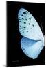Miss Butterfly Euploea - X-Ray Left Black Edition-Philippe Hugonnard-Mounted Photographic Print