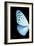 Miss Butterfly Euploea - X-Ray Left Black Edition-Philippe Hugonnard-Framed Photographic Print