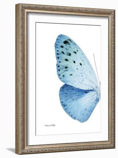 Miss Butterfly Euploea - X-Ray Left White Edition-Philippe Hugonnard-Framed Photographic Print