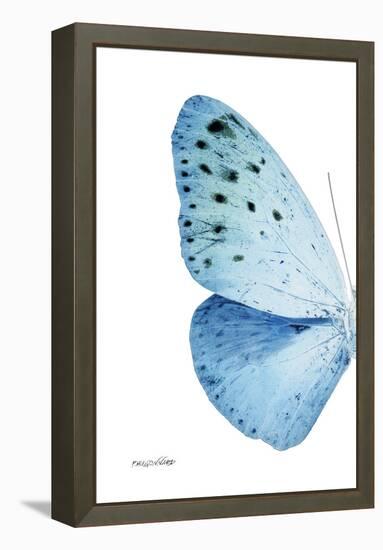 Miss Butterfly Euploea - X-Ray Left White Edition-Philippe Hugonnard-Framed Premier Image Canvas