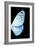 Miss Butterfly Euploea - X-Ray Right Black Edition-Philippe Hugonnard-Framed Photographic Print