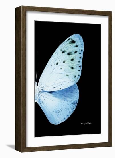 Miss Butterfly Euploea - X-Ray Right Black Edition-Philippe Hugonnard-Framed Photographic Print