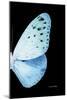 Miss Butterfly Euploea - X-Ray Right Black Edition-Philippe Hugonnard-Mounted Photographic Print