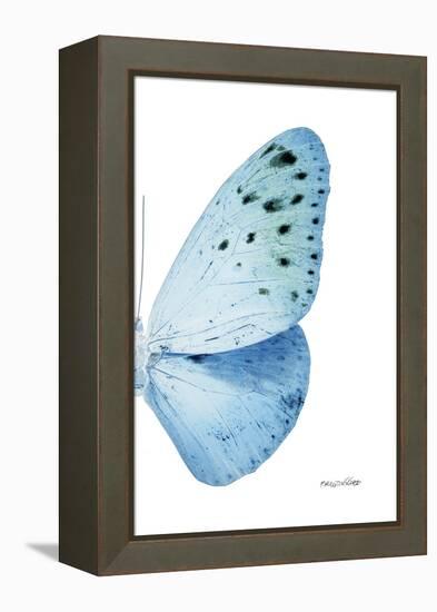 Miss Butterfly Euploea - X-Ray Right White Edition-Philippe Hugonnard-Framed Premier Image Canvas