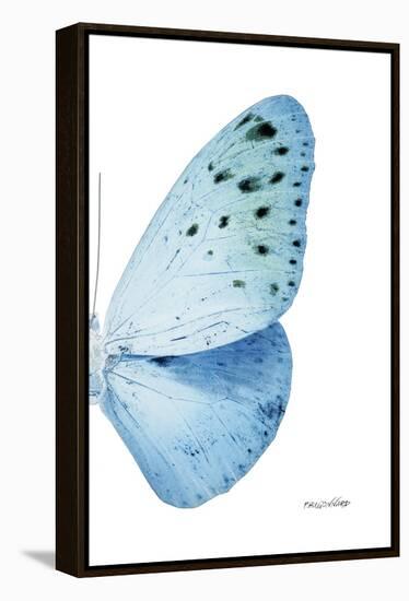 Miss Butterfly Euploea - X-Ray Right White Edition-Philippe Hugonnard-Framed Premier Image Canvas