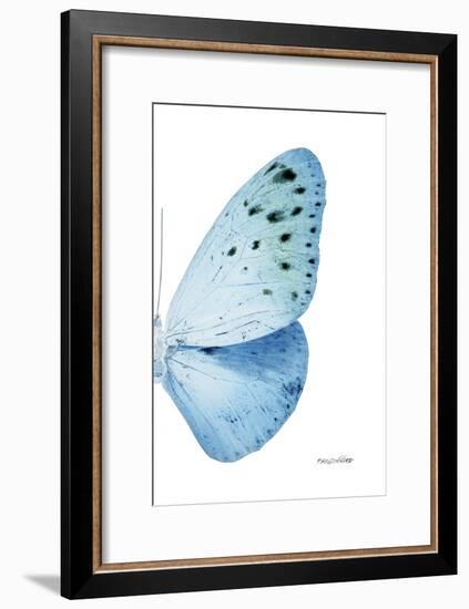 Miss Butterfly Euploea - X-Ray Right White Edition-Philippe Hugonnard-Framed Photographic Print