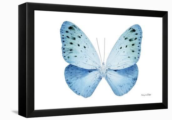 Miss Butterfly Euploea - X-Ray White Edition-Philippe Hugonnard-Framed Premier Image Canvas