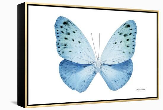 Miss Butterfly Euploea - X-Ray White Edition-Philippe Hugonnard-Framed Premier Image Canvas