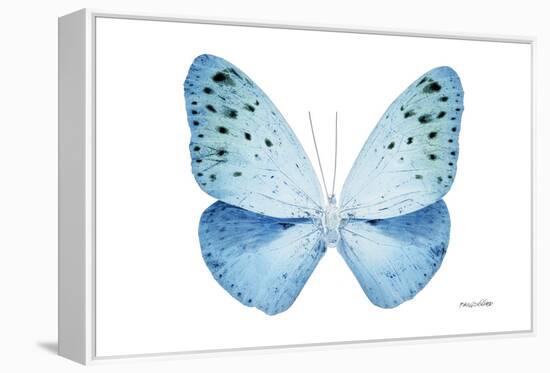 Miss Butterfly Euploea - X-Ray White Edition-Philippe Hugonnard-Framed Premier Image Canvas