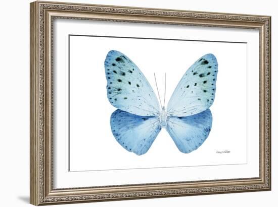 Miss Butterfly Euploea - X-Ray White Edition-Philippe Hugonnard-Framed Photographic Print