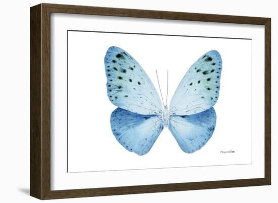 Miss Butterfly Euploea - X-Ray White Edition-Philippe Hugonnard-Framed Photographic Print