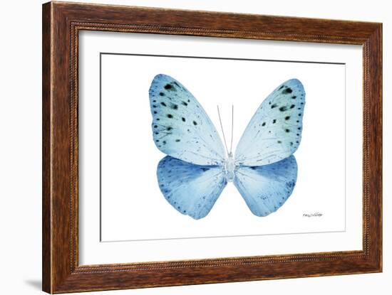 Miss Butterfly Euploea - X-Ray White Edition-Philippe Hugonnard-Framed Photographic Print