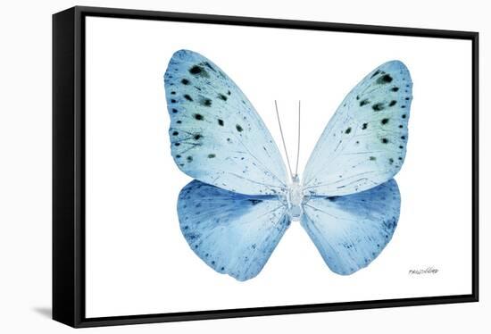 Miss Butterfly Euploea - X-Ray White Edition-Philippe Hugonnard-Framed Stretched Canvas