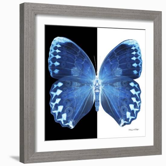 Miss Butterfly Formosana Sq - X-Ray B&W Edition-Philippe Hugonnard-Framed Photographic Print