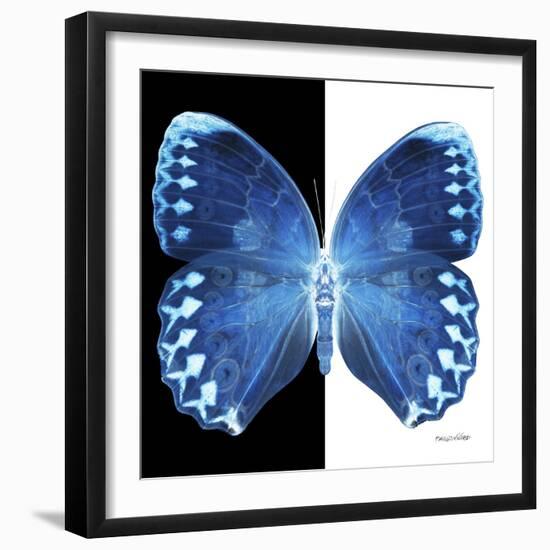 Miss Butterfly Formosana Sq - X-Ray B&W Edition-Philippe Hugonnard-Framed Photographic Print