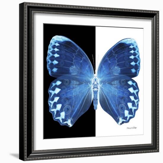 Miss Butterfly Formosana Sq - X-Ray B&W Edition-Philippe Hugonnard-Framed Photographic Print