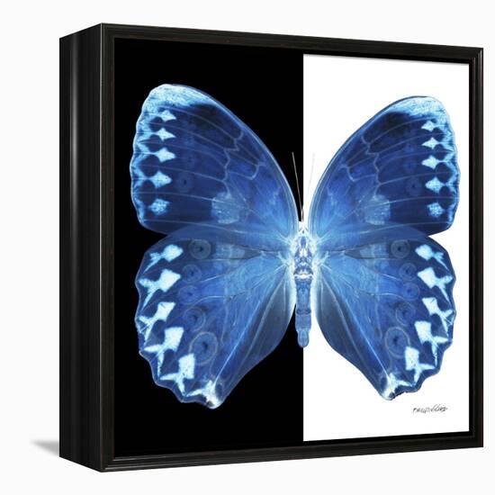 Miss Butterfly Formosana Sq - X-Ray B&W Edition-Philippe Hugonnard-Framed Stretched Canvas