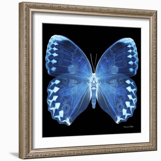Miss Butterfly Formosana Sq - X-Ray Black Edition-Philippe Hugonnard-Framed Premium Photographic Print