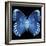 Miss Butterfly Formosana Sq - X-Ray Black Edition-Philippe Hugonnard-Framed Premium Photographic Print