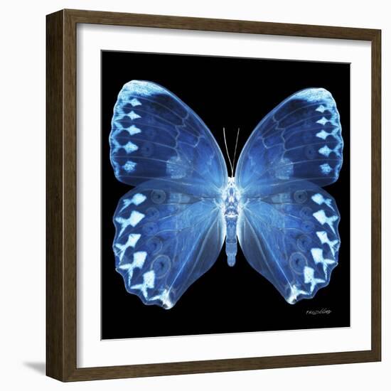 Miss Butterfly Formosana Sq - X-Ray Black Edition-Philippe Hugonnard-Framed Premium Photographic Print