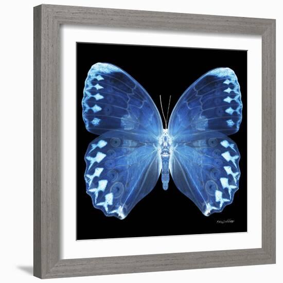 Miss Butterfly Formosana Sq - X-Ray Black Edition-Philippe Hugonnard-Framed Photographic Print