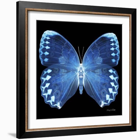 Miss Butterfly Formosana Sq - X-Ray Black Edition-Philippe Hugonnard-Framed Photographic Print