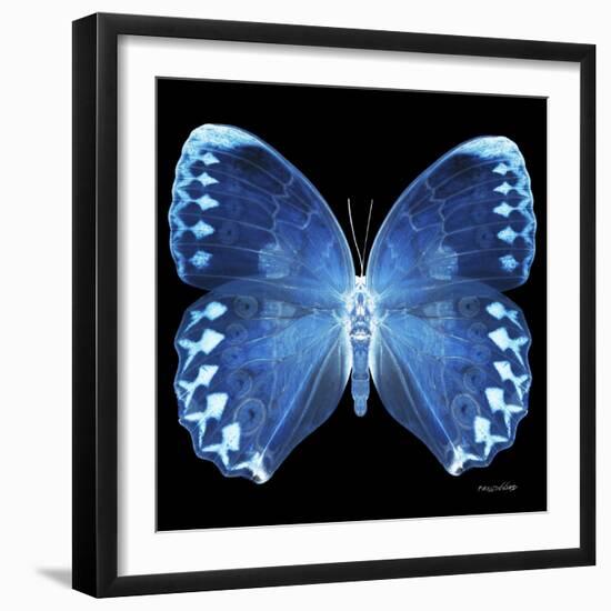 Miss Butterfly Formosana Sq - X-Ray Black Edition-Philippe Hugonnard-Framed Photographic Print