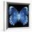 Miss Butterfly Formosana Sq - X-Ray Black Edition-Philippe Hugonnard-Framed Photographic Print