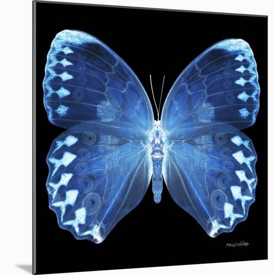 Miss Butterfly Formosana Sq - X-Ray Black Edition-Philippe Hugonnard-Mounted Photographic Print