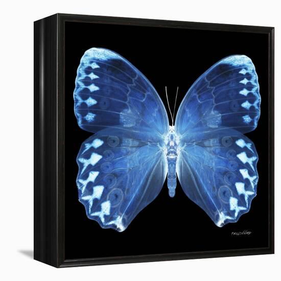 Miss Butterfly Formosana Sq - X-Ray Black Edition-Philippe Hugonnard-Framed Stretched Canvas