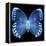 Miss Butterfly Formosana Sq - X-Ray Black Edition-Philippe Hugonnard-Framed Stretched Canvas